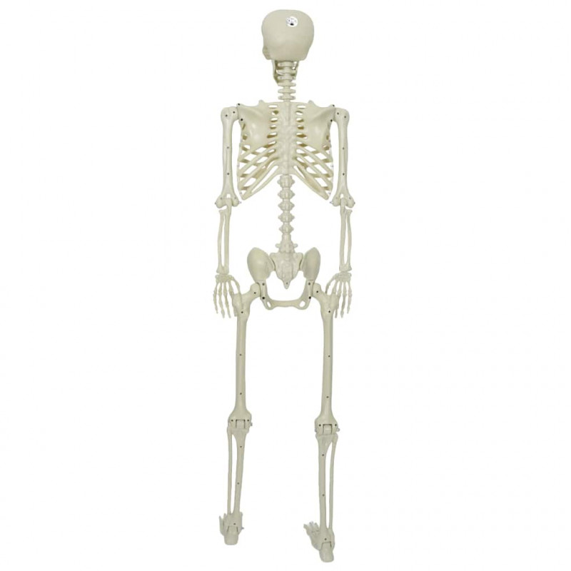 Szkielet Halloween Biały 155 x 38.5 cm Z tworzywa sztucznego
