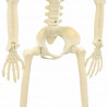 Szkielet Halloweenowy 2 pcs Biały 85 cm PVC