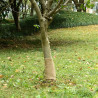 Tkanina jutowa w rolce, 0,25x25 m, 100% juta, 200 g/m²