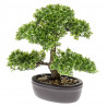 Emerald Sztuczny fikus mini Bonsai, zielony, 32 cm, 420002